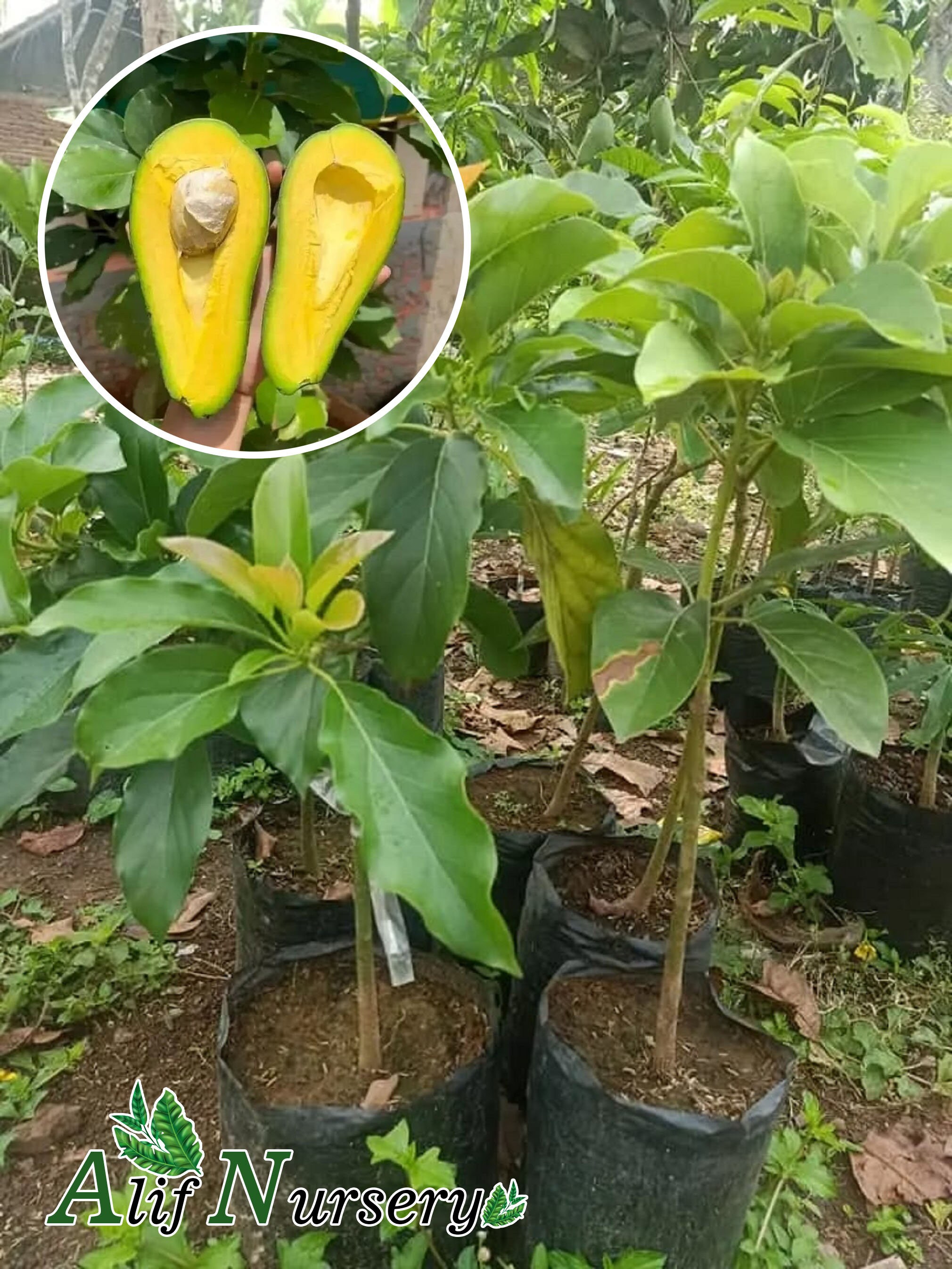 Dwarf Grafted Avocado Butter Fruit Trees Free Phytosanitary Certificate