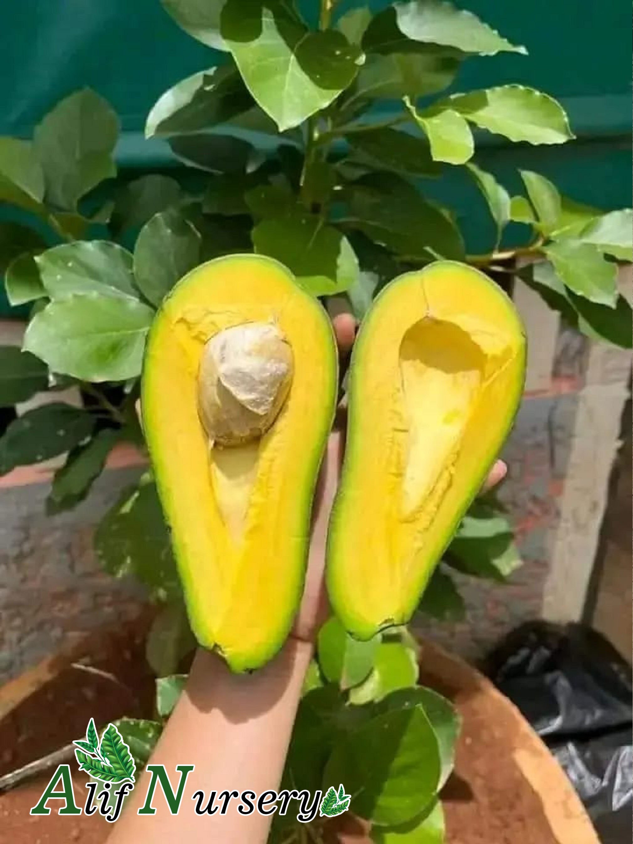 Dwarf Grafted Avocado Butter Fruit Trees Free Phytosanitary Certificate