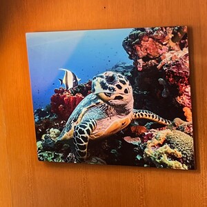 Underwater Reef Turtle Metal Print