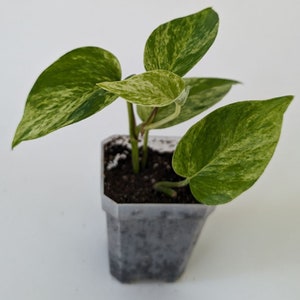 marble queen pothos, pothos plant, live indoor plants, houseplants live,indoor live plants, starter plant, hanging plants, plant propagation image 2