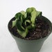 see more listings in the Hanging Plant section