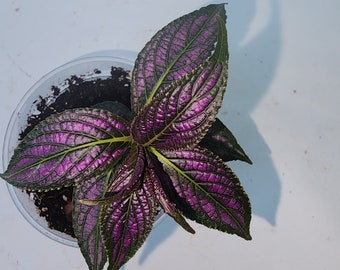 Persian Shield, Strobilanthes dyeriana, purple house plant, rare houseplants, Indoor plant, Rare plant, Rare indoor plant, starter plant