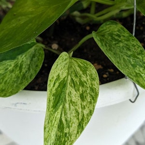 marble queen pothos, pothos plant, live indoor plants, houseplants live,indoor live plants, starter plant, hanging plants, plant propagation image 7