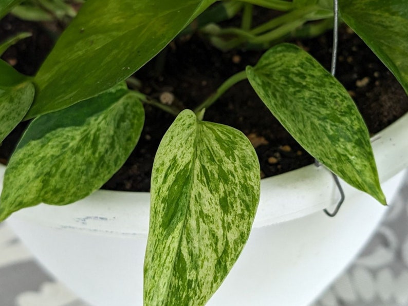 marble queen pothos, pothos plant, live indoor plants, houseplants live,indoor live plants, starter plant, hanging plants, plant propagation image 7