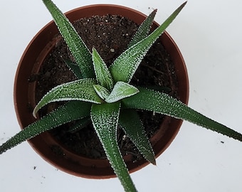 Haworthia, Zebra plant, Rare succulent, rare succulents, rooted succulents, Mini potted succulents, starter plant, Rooted plant