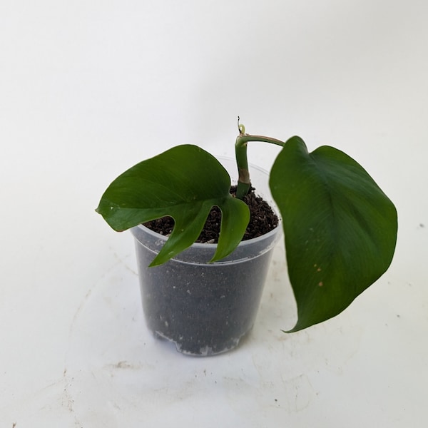 mini monstera, monstera plant, Rhaphidophora tetrasperma, live indoor plants, houseplants live, starter plant, monstera plant live