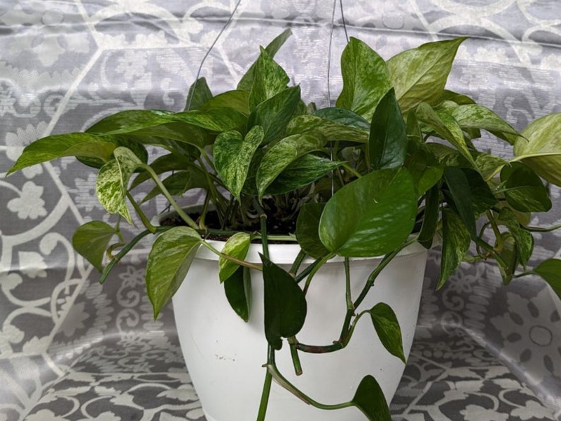 marble queen pothos, pothos plant, live indoor plants, houseplants live,indoor live plants, starter plant, hanging plants, plant propagation image 8