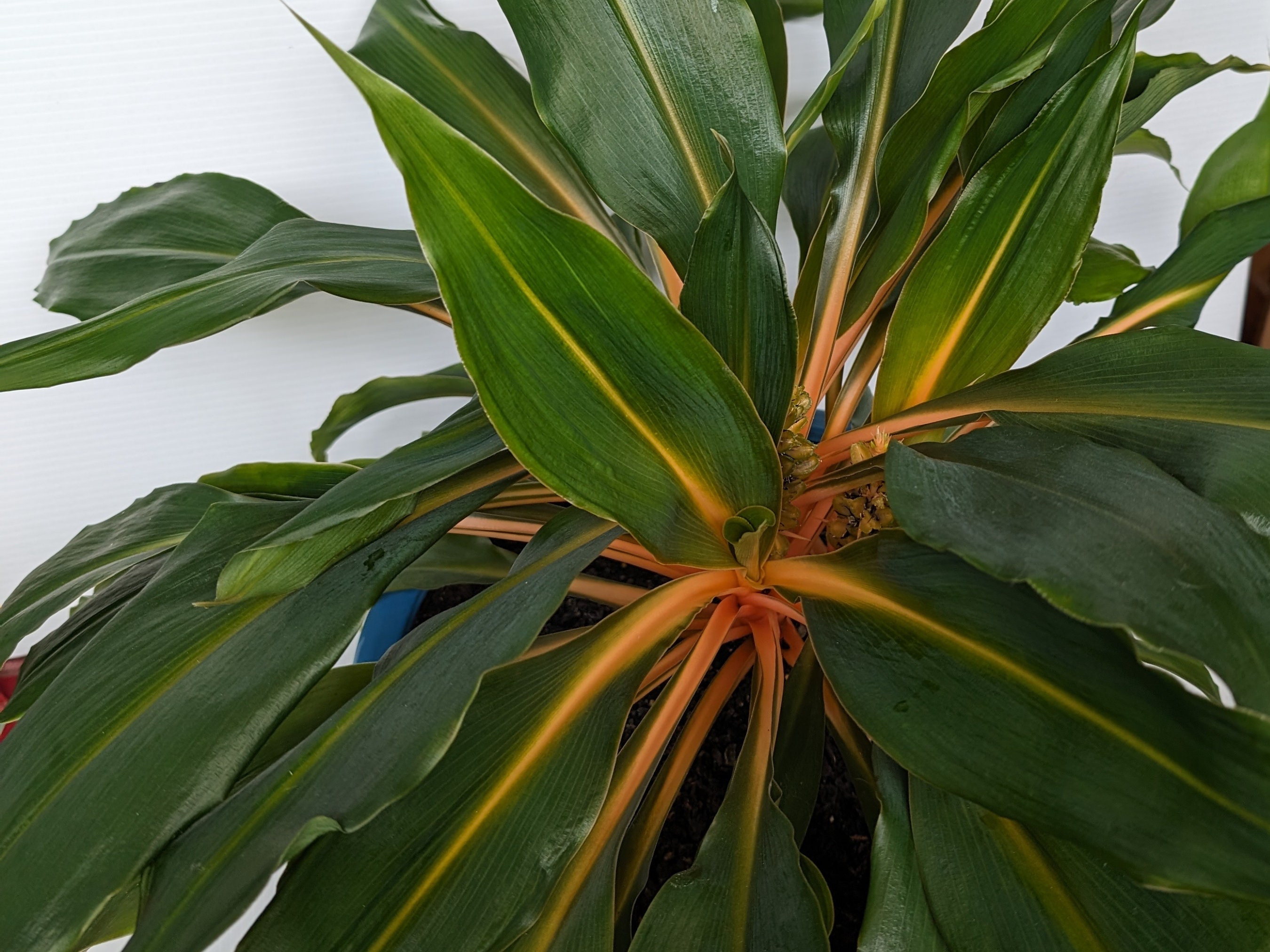 13+ Mandarin Spider Plant 13+ Mandarin Spider Plant