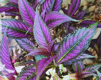 Persian Shield, Strobilanthes dyeriana, purple house plant, rare houseplants, Indoor plant, Rare plant, Rare indoor plant, starter plant