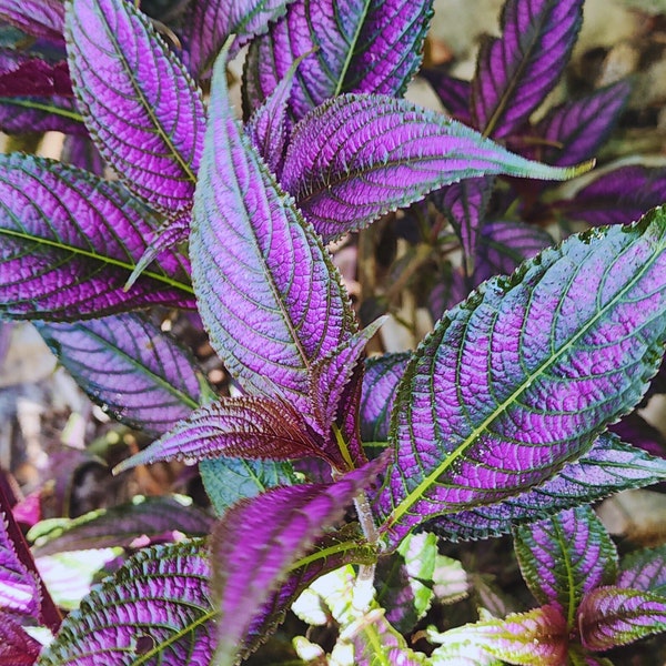 Persian Shield, Strobilanthes dyeriana, purple house plant, rare houseplants, Indoor plant, Rare plant, Rare indoor plant, starter plant