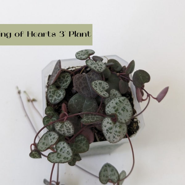 string of hearts plant, rosary vine, hanging plant, ceropegia woodii, live indoor plants, house plants live, indoor live plants