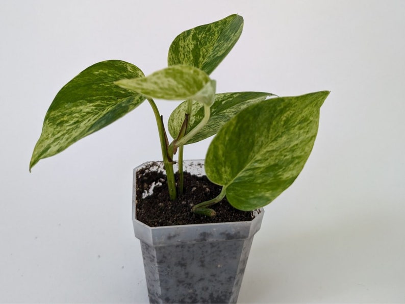 marble queen pothos, pothos plant, live indoor plants, houseplants live,indoor live plants, starter plant, hanging plants, plant propagation image 3