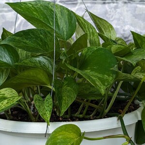 marble queen pothos, pothos plant, live indoor plants, houseplants live,indoor live plants, starter plant, hanging plants, plant propagation image 6