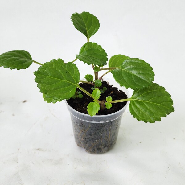 Swedish Ivy, Plectranthus verticillatus, live indoor plants, house plants live, starter plant, live plants indoor, large indoor plants