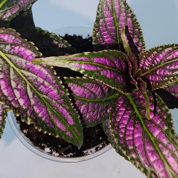 Persian Shield, Strobilanthes dyeriana, purple house plant, rare houseplants, Indoor plant, Rare plant, Rare indoor plant, starter plant