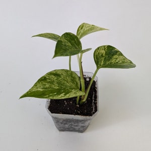 marble queen pothos, pothos plant, live indoor plants, houseplants live,indoor live plants, starter plant, hanging plants, plant propagation image 1