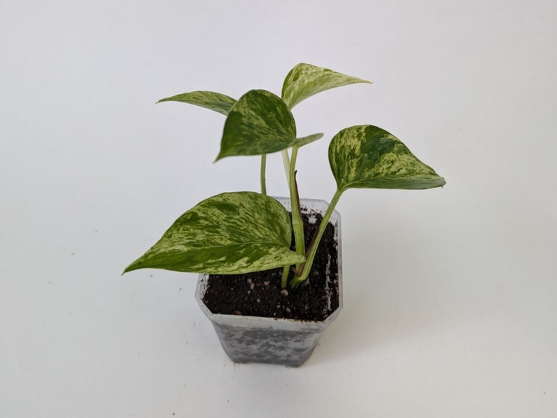 marble queen pothos, pothos plant, live indoor plants, houseplants live,indoor live plants, starter plant, hanging plants, plant propagation image 1