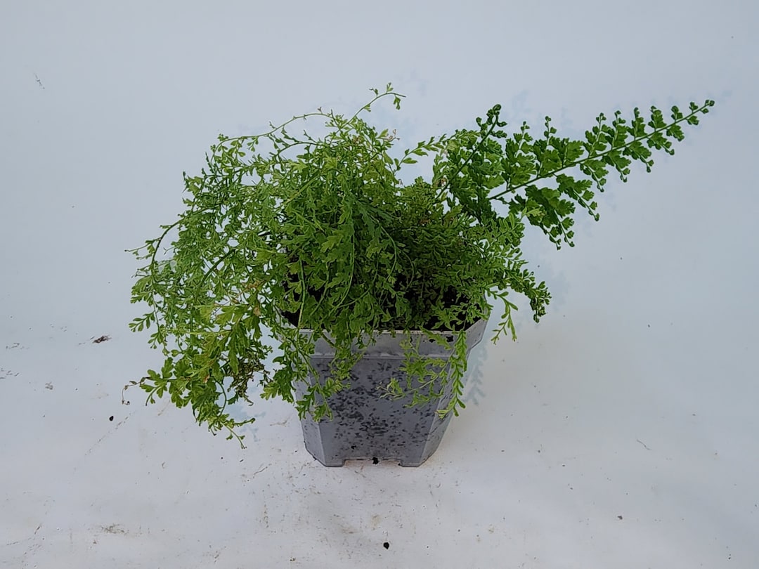 Fluffy Ruffle Fern, Nephrolepis Exaltata, Pet Safe Plant, Fern, Hanging ...