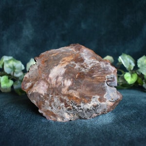 Petrified Wood Freeform