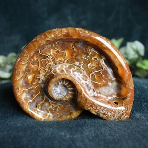 Ammonite Fossil: Root & Third Eye Chakra Stone (11.5oz)