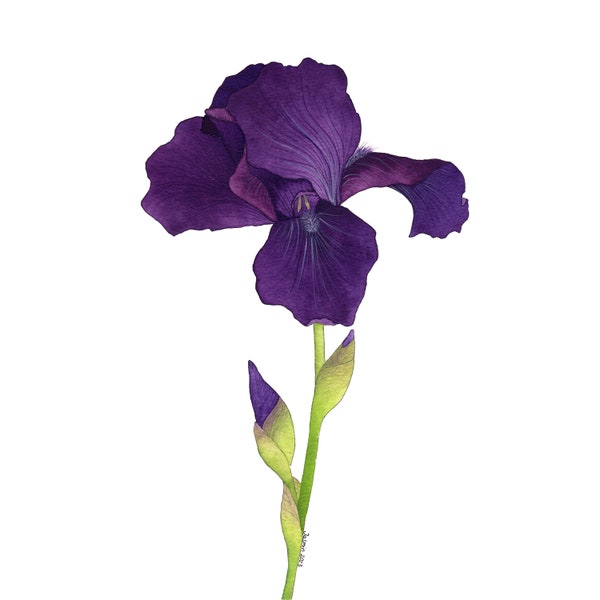Aquarellbild dunkel-violette Iris | Original