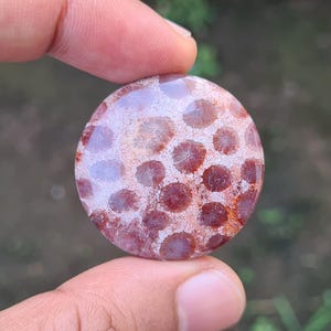 May include: A round, polished stone with a unique pattern of reddish-brown and white circular shapes. The stone is held between two fingers, showcasing its natural colors and textures. The stone's surface has a glossy finish.