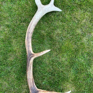 Red deer antler_12