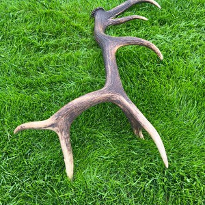 May include: A large, naturally shed antler with multiple tines, lying on a bed of green grass. The antler is a mix of brown and tan, with a rough, textured surface. The tines curve gracefully, creating an organic, sculptural form.