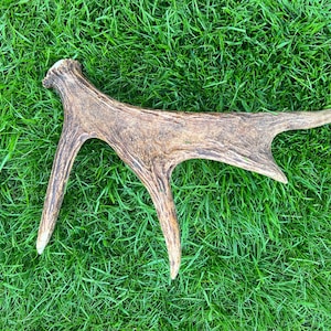 Pode incluir: Uma chifre natural, mostrando uma cor marrom clara com estrias mais escuras. O chifre está sobre grama verde vibrante, destacando sua textura e forma orgânica. Ideal para decoração rústica.