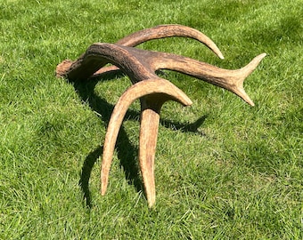 Jätte 3 kg kronhjortshorn_S2