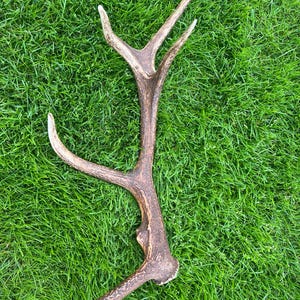 Bois de cerf (59 cm de longueur, 1,11 kg de poids)