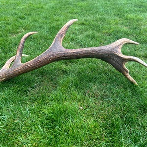 May include: A single brown deer antler featuring a textured, weathered surface with multiple points extending from the main beam. The antler displays natural variations in colour, ranging from dark brown to lighter tan tones along the curved structure.