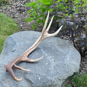 May include: A natural deer antler with a light brown and cream color. The antler has multiple tines and is resting on a large gray rock. The background includes green grass and dark purple foliage.