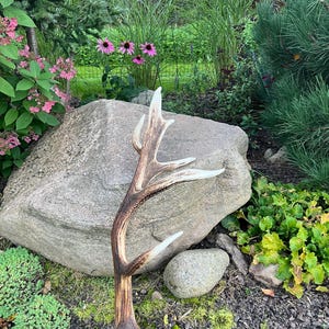 Peut inclure: Un bois de cerf unique présentant une tige principale incurvée avec plusieurs andouillers. Le bois affiche un dégradé naturel allant du brun foncé à la base vers des pointes beige clair et blanc cassé, avec une surface texturée et usée.