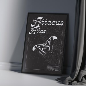 Può includere: Una stampa artistica in bianco e nero incorniciata con le parole "Attacus Atlas" in una scrittura elegante. La stampa mostra un'illustrazione dettagliata di una falena Atlas. L'opera d'arte è appoggiata a un muro bianco accanto a una tenda grigia.