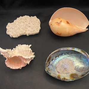 Decorative Seashell - CHOICE