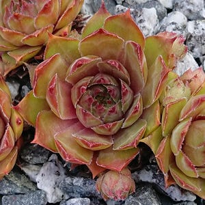 Sempervivum ‚Old Lady‘  2 kräftige Rosetten | Lebende Sukkulente