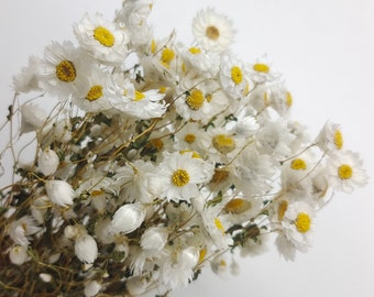Dried White Daisies,Dried bouquet,Rustic Home Decor,Rustic Wedding Decoration,Dried Rodanthe Natural,Small Dried Flowers,boho dried bouquet