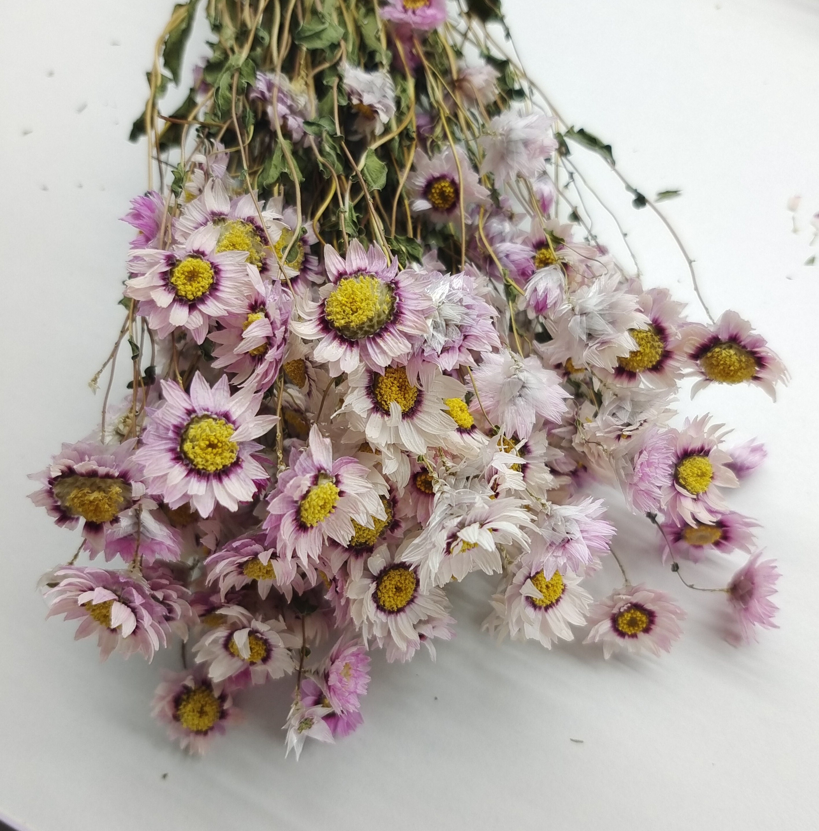 Pink Dried Flower Bunch, Acroclinium Pink, Straw Flowers Bouquet, Preserved  Helipterum, Dried Paper Daisies, Roseum Flower, Wedding Decor 