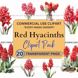 Rote Hyazinthe Floral Clipart Bundle Kommerzielle Nutzung Transparente PNG Hochzeit Geburtstag Botanische Lädt Karten Blumen Aquarell Sublimation ein