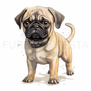 Pug Puppy Clipart, 12 hoge kwaliteit JPG, PNG, aquarel, kaart maken, afdrukbaar, kunst aan de muur, commercieel gebruik, digitale download afbeelding 6