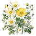 Buttercup Printable Flower Art, 10 High Quality Jpgs, Watercolor Flower ...