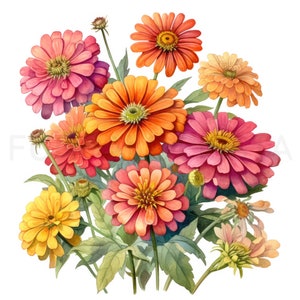 Zinnia Printable Flower Art Set 2, 10 High Quality Jpgs, Watercolor ...