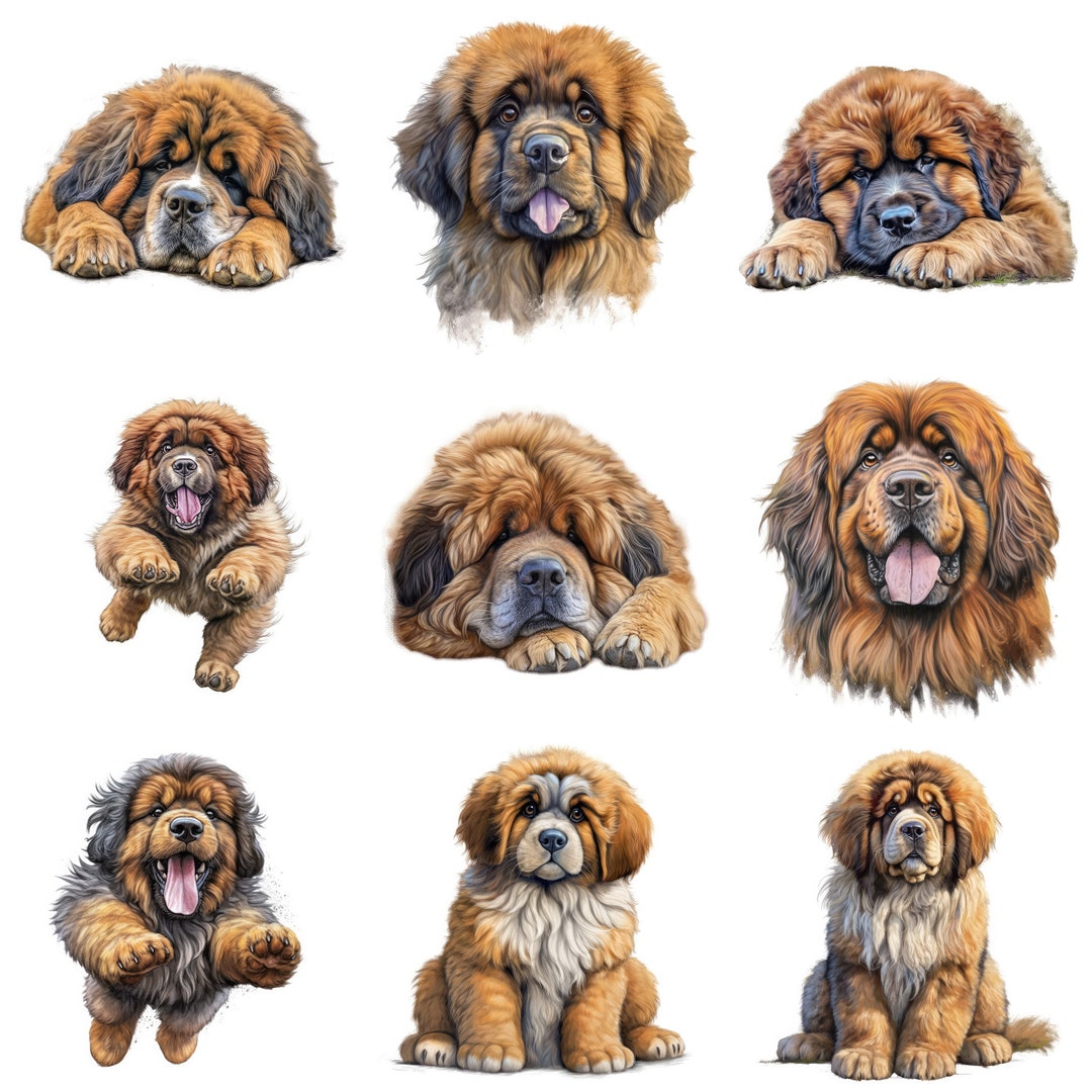 Tibetan Mastiff Puppy Clipart, 14 High Quality JPG, PNG, Watercolor ...