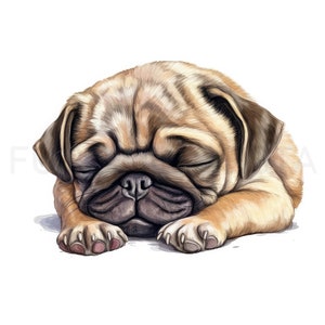 Pug Puppy Clipart, 12 hoge kwaliteit JPG, PNG, aquarel, kaart maken, afdrukbaar, kunst aan de muur, commercieel gebruik, digitale download afbeelding 2