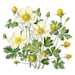 Buttercup Printable Flower Art Set 2, 10 High Quality Jpgs, Watercolor ...