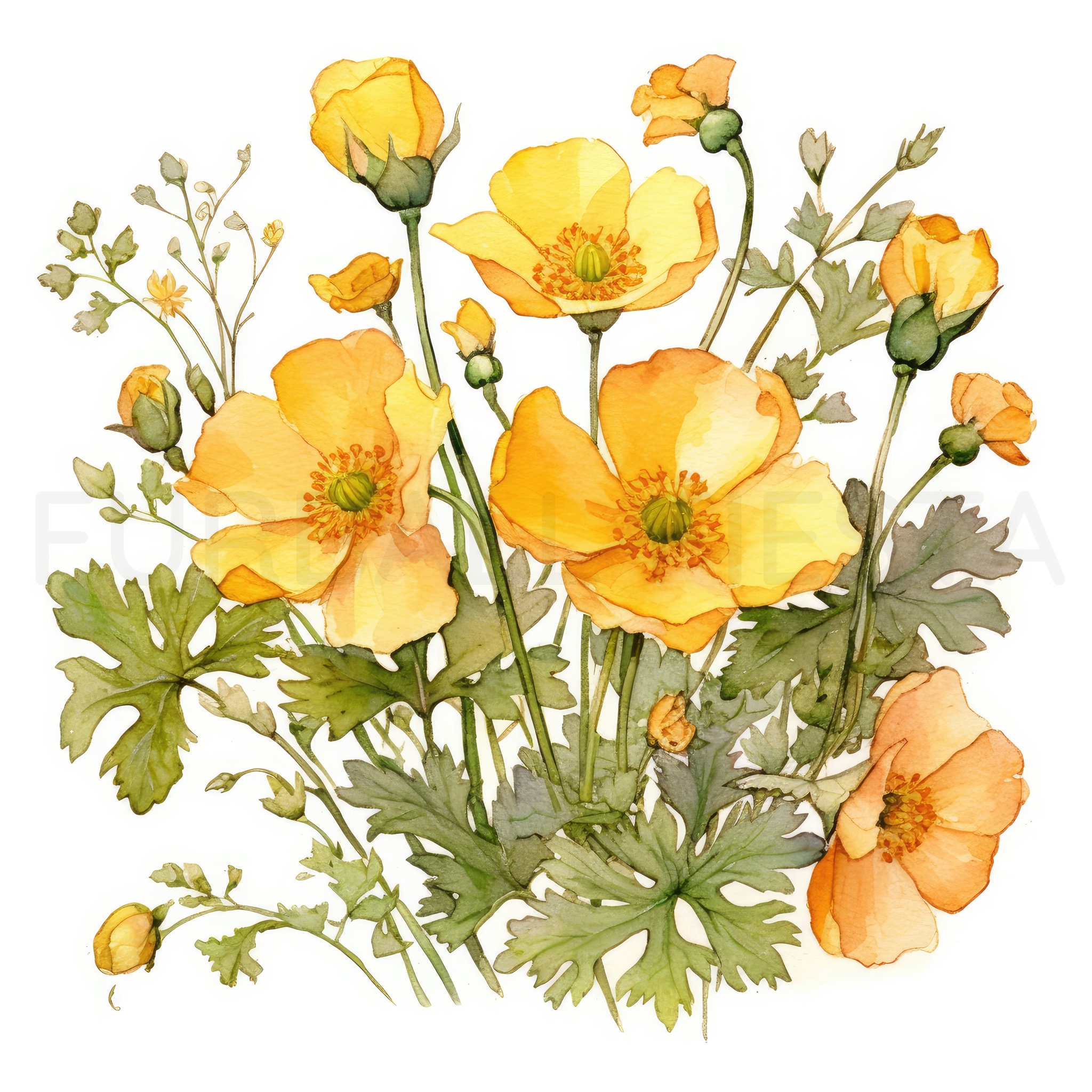 Buttercup Printable Flower Art, 10 High Quality Jpgs, Watercolor Flower ...