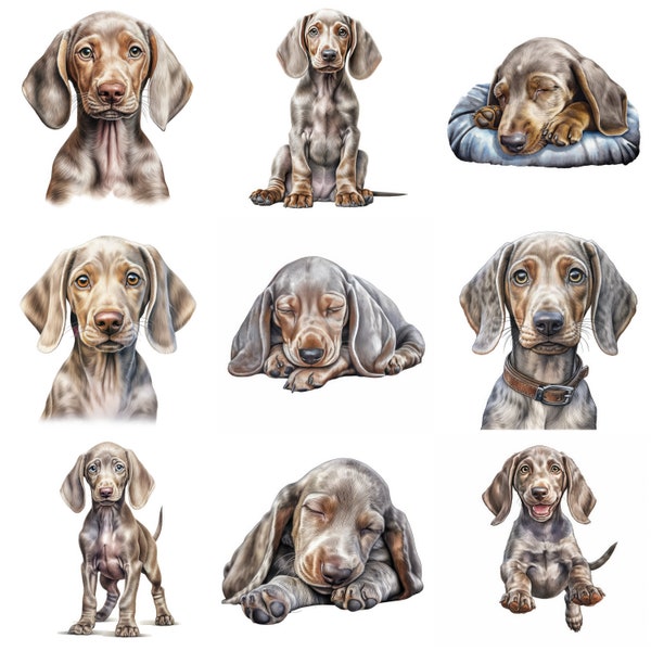 Weimaraner Puppy Watercolor Clipart Bundle, 10 High Quality JPG, PNG, Printable Dog Art, Dog Portrait,  Animal Wall Art, Commercial Use