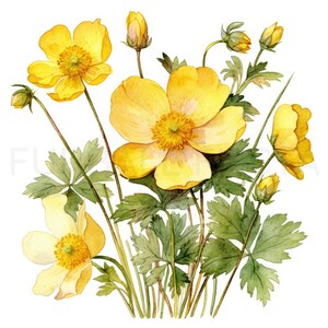 Buttercup Printable Flower Art, 10 High Quality Jpgs, Watercolor Flower ...