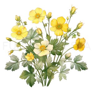 Buttercup Printable Flower Art Set 2, 10 High Quality Jpgs, Watercolor ...
